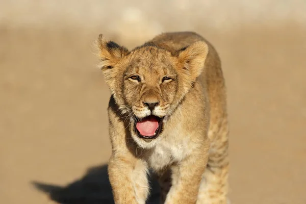 Cub Μικρό Αφρικανικό Λιοντάρι Panthera Leo Έρημο Καλαχάρι Στη Νότια — Φωτογραφία Αρχείου