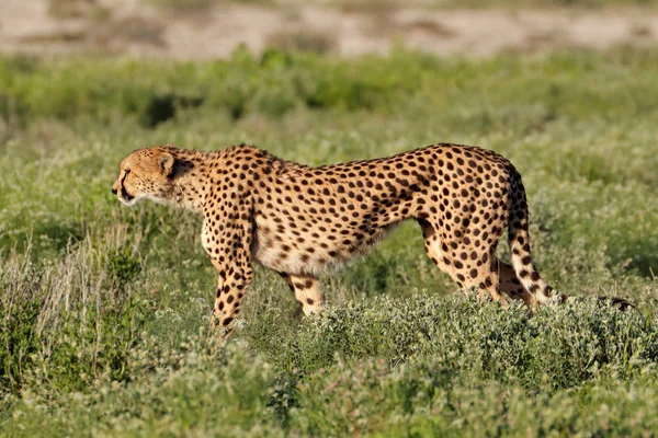 一个警报猎豹 猎豹属 Jubatus 在狩猎 Etosha 国家公园 纳米比亚 — 图库照片