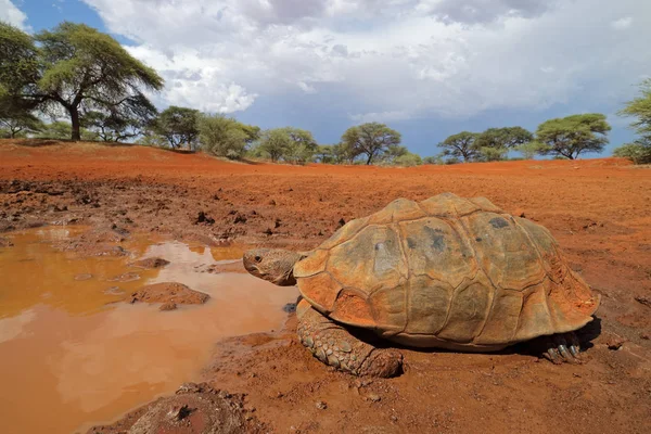 南アフリカ共和国のウォーターホールでのヒョウのカメ Stigmochelys Pardalis の接近 — ストック写真