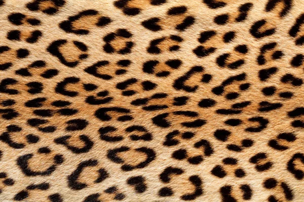 一只动物 金钱豹豹皮的特写视图 — 图库照片