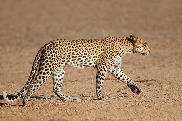 Leopardo Panthera Pardus Caminhando Deserto Kalahari África Sul — Fotografia de Stock