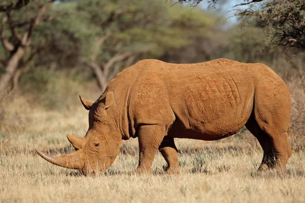 Bílý Nosorožec Ceratotherium Simum Přírodním Prostředí Jihoafrická Republika — Stock fotografie