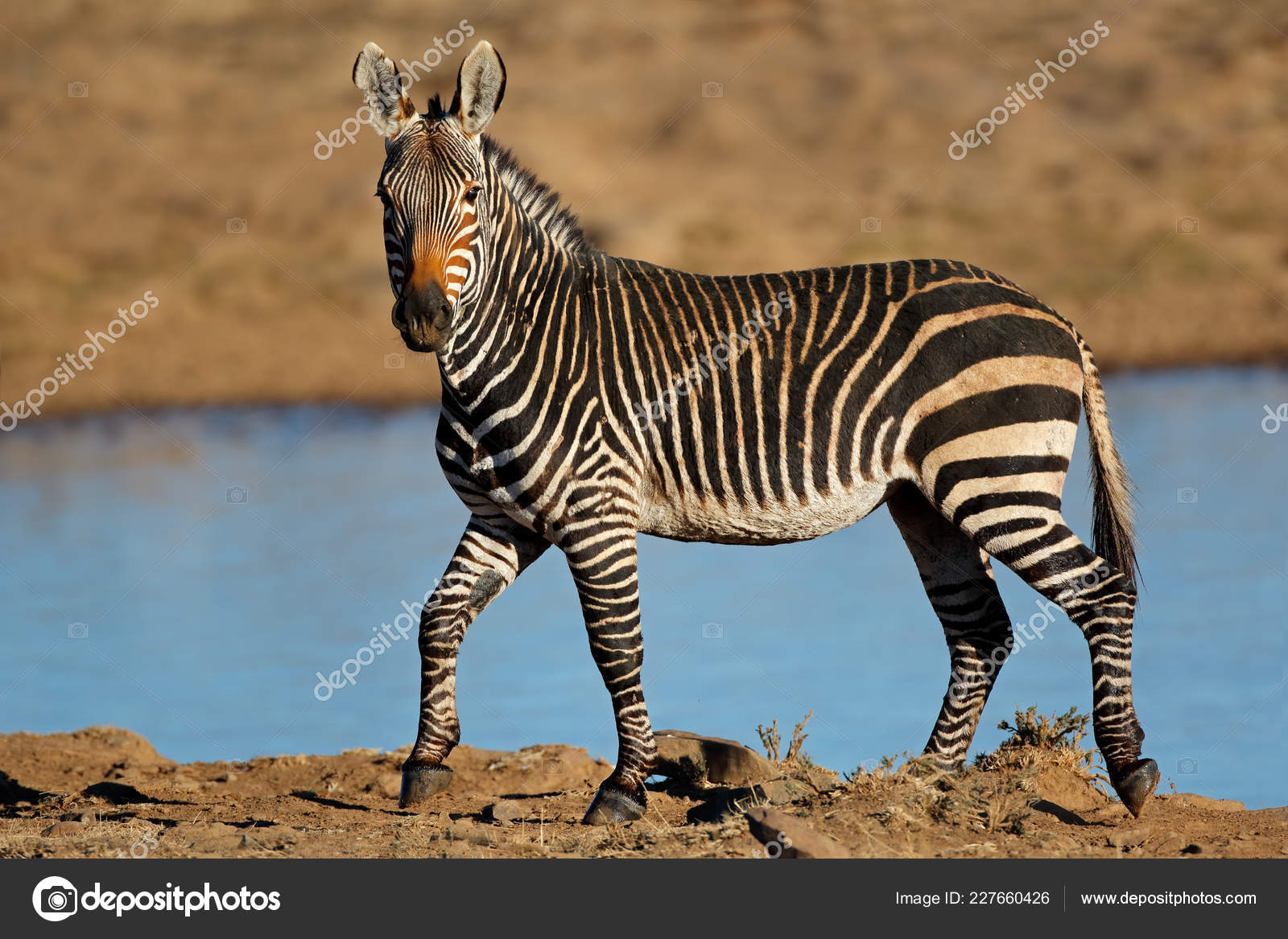 Cape Mountain Zebra Equus Zebra Waterhole Mountain Zebra National Park Stock Photo by ©EcoPic 227660426 Cape Mountain Zebra Equus Zebra Waterhole Mountain Zebra National Park Stock Photo by ©EcoPic 227660426