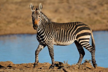 Bir Cape dağ zebrası (Equus zebra) bir su birikintisinde, Zebra Dağı Ulusal Parkı, Güney Afrika