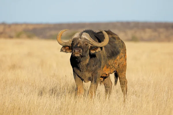 Afrikansk Buffel Syncerus Caffer Öppna Gräsmarker Mokala National Park Sydafrika — Stockfoto