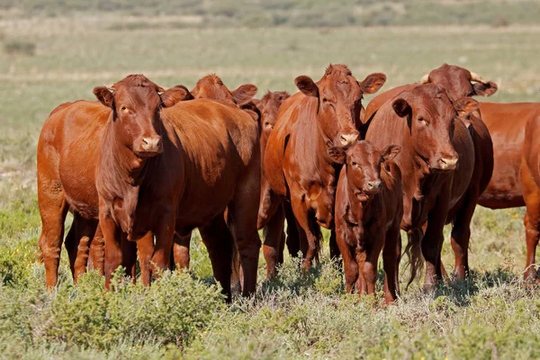 Malé Stádo Volného Výběhu Skotu Venkovské Farmě Jihoafrická Republika — Stock fotografie