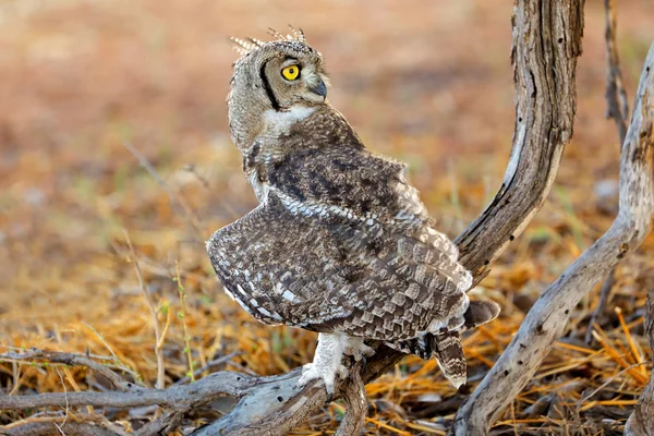 Spotted Eagle Owl Bubo Africanus Natural Habitat Kalahari Desert South — Stock Photo, Image