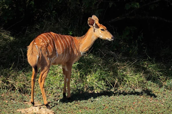 Antílope Nyala Fêmea Tragelaphus Angasii Reserva Caça Mkuze África Sul — Fotografia de Stock