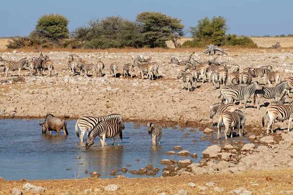 纳米比亚埃托沙国家公园Zebras Equus Burchelli 和一只羚羊和一个水坑 — 图库照片