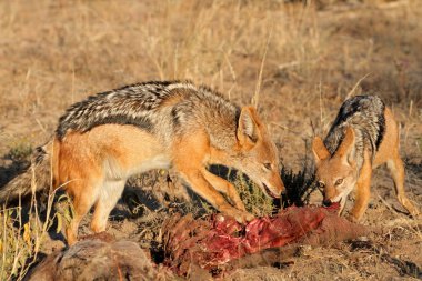 kara sırtlı çakal (canis mesomelas) bir karkas, Güney Afrika ve atma