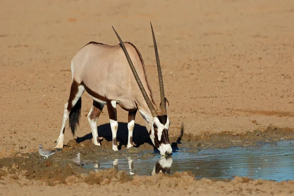 Une Antilope Gemsbok Oryx Gazella Eau Potable Désert Kalahari Afrique — Photo