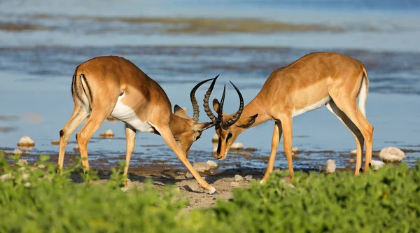 Dos Antílopes Machos Impala Aepyceros Melampus Luchando Parque Nacional Etosha —  Fotos de Stock