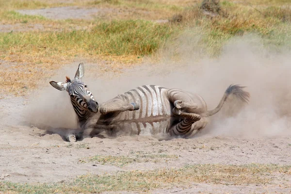 Una Cebra Llanuras Equus Burchelli Rodando Polvo Parque Nacional Amboseli — Foto de Stock