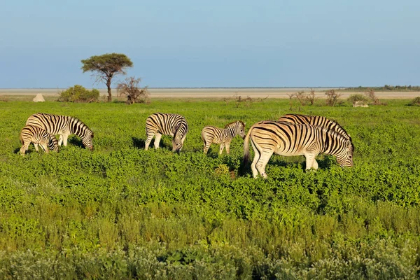 Pláně Zebry Equus Burchelli Krmení Pláních Národního Parku Etosha Namibie — Stock fotografie