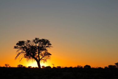 Siluetli Afrika dikenli ağacı olan günbatımı, Kalahari Çölü, Güney Afrika