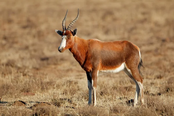 Antylopa Blesbok Damaliscus Pygargus Stojący Użytki Zielone Republika Południowej Afryki — Zdjęcie stockowe