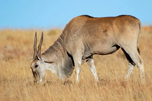 Male Eland Antelope Tragelaphus Oryx Feeding Grassland Mountain Zebra National — Stock Photo, Image