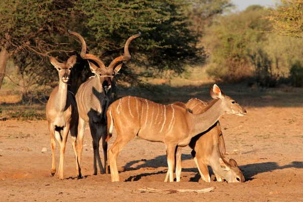 Antylopy Kudu Tragelaphus Strepsiceros Naturalnym Środowisku Republika Południowej Afryki — Zdjęcie stockowe
