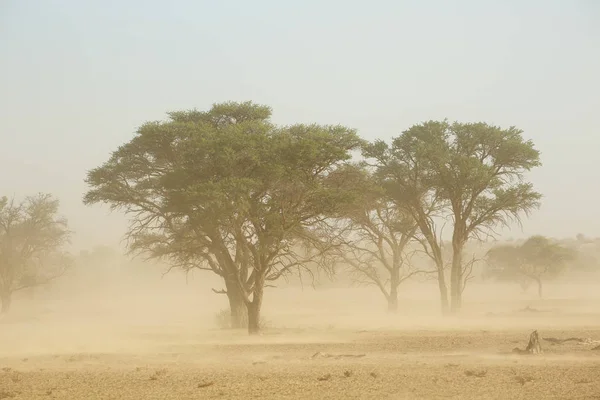 Paisagem Com Árvores Durante Uma Severa Tempestade Areia Deserto Kalahari — Fotografia de Stock