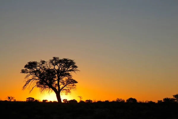 Coucher Soleil Avec Épine Africaine Silhouettée Désert Kalahari Afrique Sud — Photo