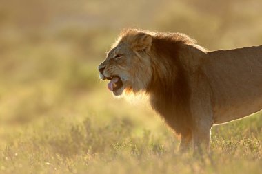 Büyük erkek Afrika aslanı (Panthera leo), gündoğumu, Kalahari Çölü, Güney Afrika
