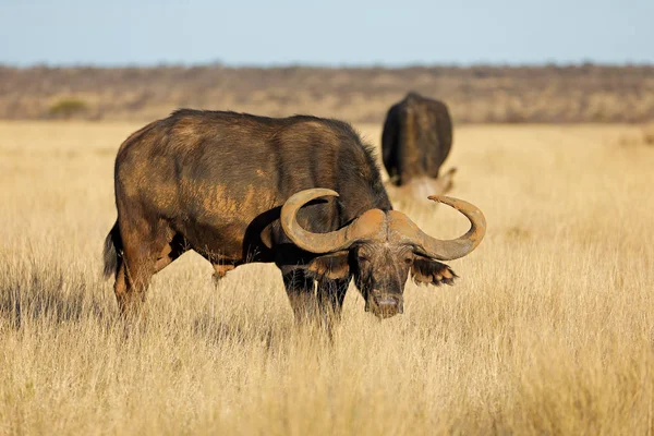 Búfalo Africano Syncerus Caffer Campos Abertos Mokala National Park África — Fotografia de Stock