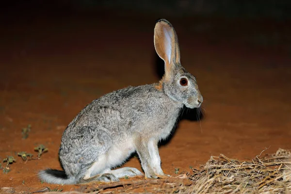 一个警报擦洗野兔 坐在直立 — 图库照片