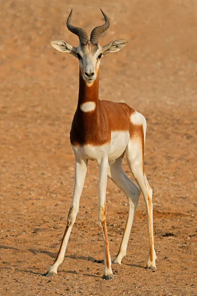 Maschio Pericolo Critico Dama Gazelle Nanger Dama Nord Africa — Foto Stock