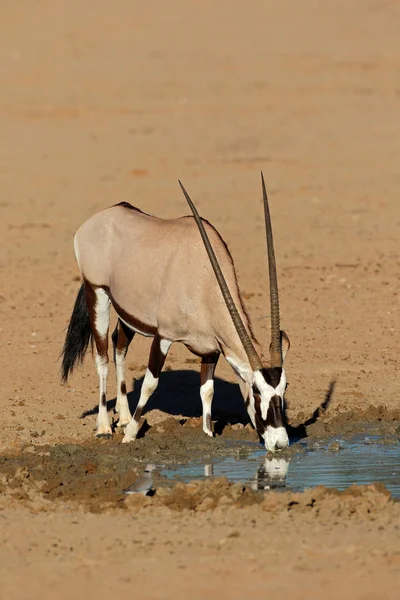 Eine Gemsbok Antilope Oryx Gazella Trinkwasser Kalahari Wüste Südafrika — Stockfoto