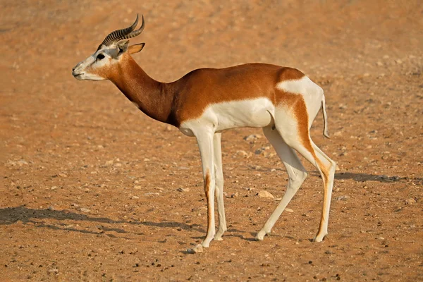 Maschio Pericolo Critico Dama Gazelle Nanger Dama Nord Africa — Foto Stock
