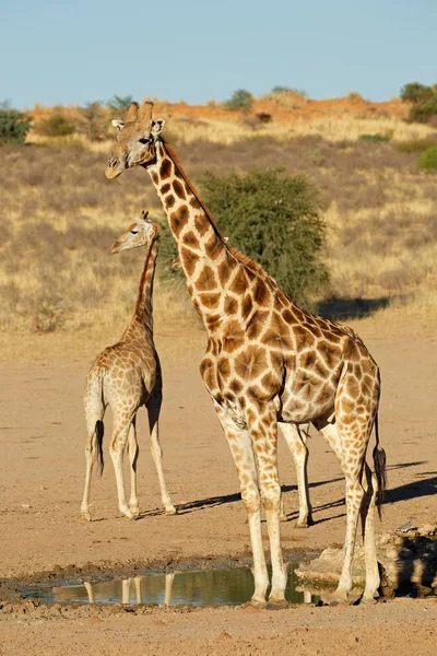 Jirafas Giraffa Camelopardalis Pozo Agua Desierto Kalahari Sudáfrica —  Fotos de Stock