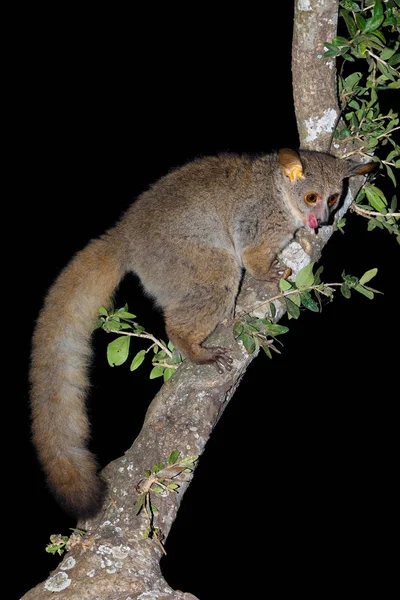 Nachtaktiver Galago Oder Buschbaby Otolemur Crassicaudatus Einem Baum Südafrika — Stockfoto