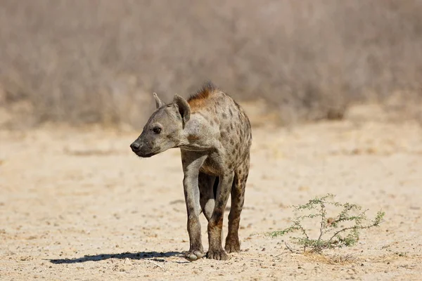 Een Gevlekte Hyena Crocuta Crocuta Natuurlijke Habitat Kalahari Woestijn Zuid — Stockfoto