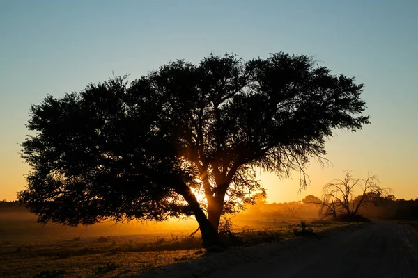 Zonsondergang Met Silhouet Boom Stof Kalahari Woestijn Zuid Afrika — Stockfoto