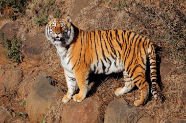 Sabahın erken saatlerinde Bengal kaplanını (Panthera tigris bengalensis) uyar