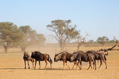 Mavi wildebeest (Connochaetes taurinus) tozlu kuru nehir yatağı, Kalahari Çölü, Güney Afrika