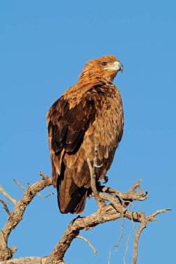 Tawny Eagle (Aquila rapax) Güney Afrika 'daki Kalahari Çölü' nde bir ağaca tünedi.