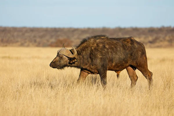Ein Afrikanischer Büffel Syncerus Caffer Offenem Grasland Mokala Nationalpark Südafrika — Stockfoto