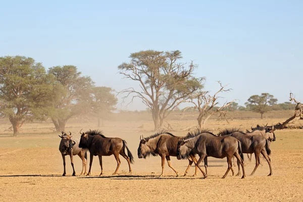 Blue Wildebeest Connochaetes Taurinus Leito Seco Empoeirado Deserto Kalahari África — Fotografia de Stock