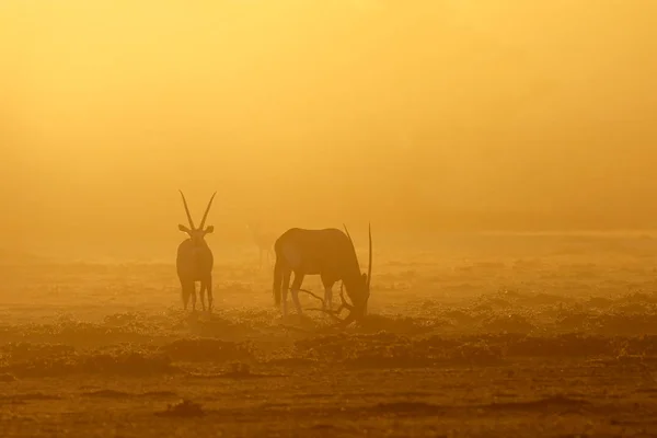 Gemsbok Antelopes Oryx Gazella Dust Sunrise Kalahari Desert South Africa — Stock Photo, Image