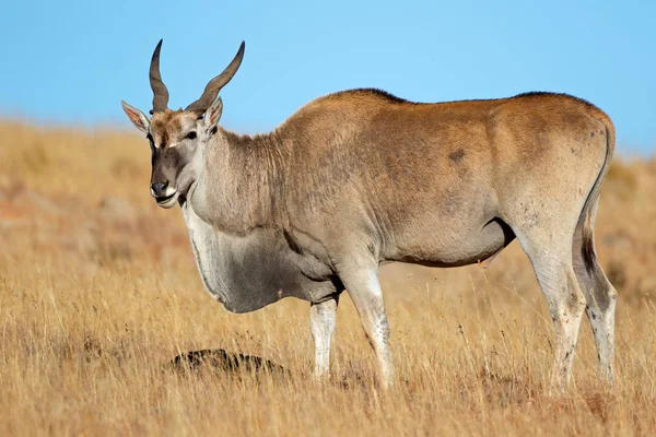 Männliche Elfenantilope Tragelaphus Oryx Grasland Gebirgszebra Nationalpark Südafrika — Stockfoto