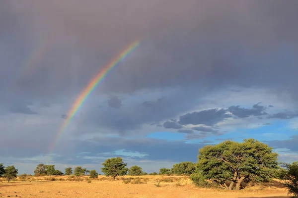 Natursköna Landskap Med Färgstark Regnbåge Stormig Himmel Kalahariöknen Sydafrika — Stockfoto