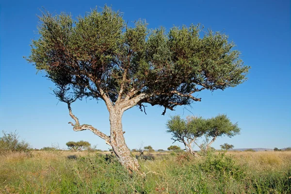 African Shepherds Tree Boscia Albitrunca Grassland Blue Sky South Africa — Stock Photo, Image
