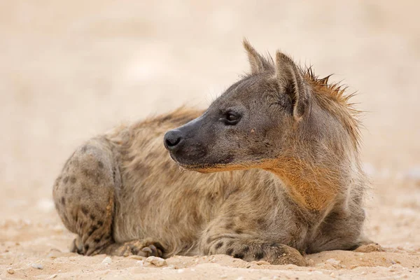 Een Gevlekte Hyena Crocuta Crocuta Rustend Kalahari Woestijn Zuid Afrika — Stockfoto