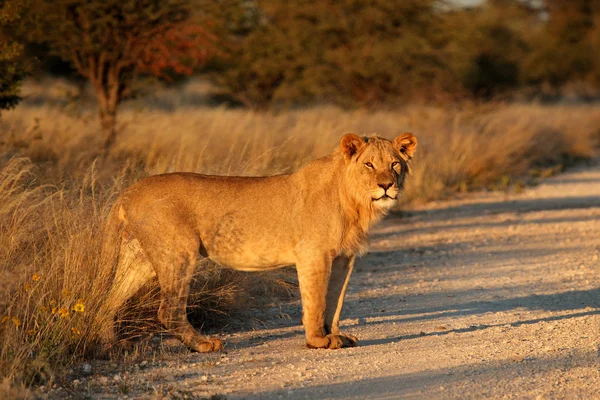 Unga Manliga Afrikanska Lejon Panthera Leo Sena Eftermiddagen Ljus Sydafrika — Stockfoto