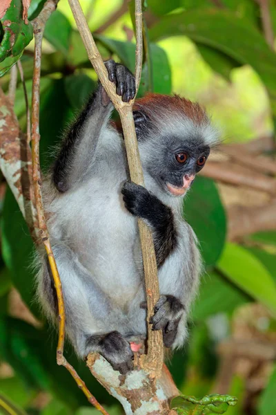 Zanzibar Scimmia Colobo Rosso Pericolo Procolobus Kirkii Foresta Jozani Zanziba — Foto Stock