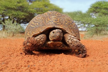 Leopard tortoise (Stigmochelys pardalis) in natural habitat, South Africa clipart