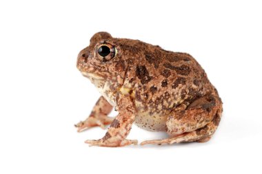 Bir Güney Afrika kum kurbağası (Tomopterna cryptotis) beyaz üzerinde izole edilmiştir.