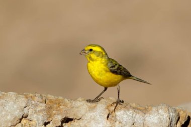 Yellow canary (Serinus mozambicus) perched on a rock, Kalahari desert, South Africa clipart