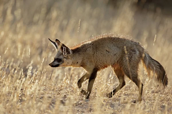 南非卡拉哈里沙漠地区一种生活在自然栖息地的蝙蝠耳狐狸 大羚羊 — 图库照片